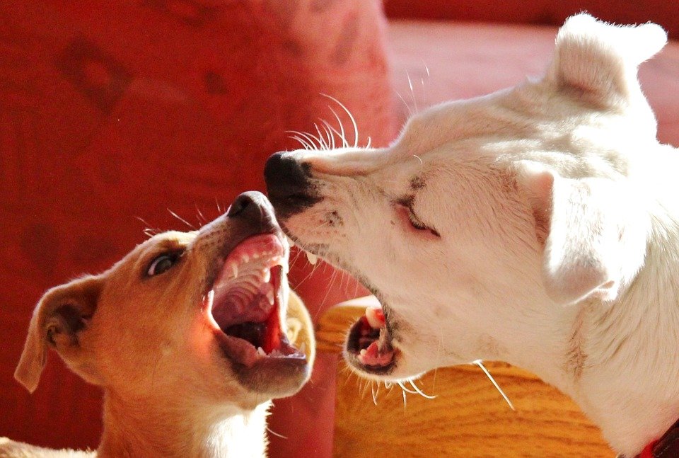 dog bite